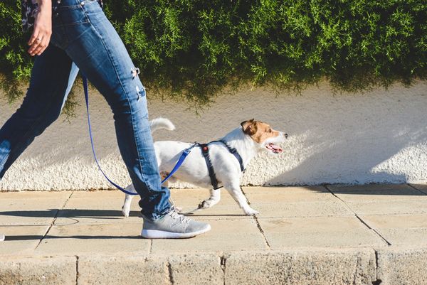 Person walking a small dog on a sunny sidewalk.