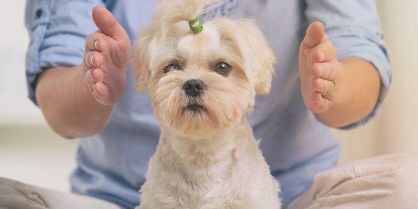 Small fluffy dog with a topknot sitting between a person's hands.