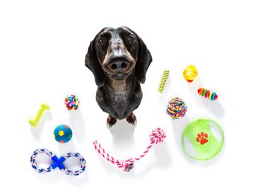 Dog activity toys playtime daycare boarding