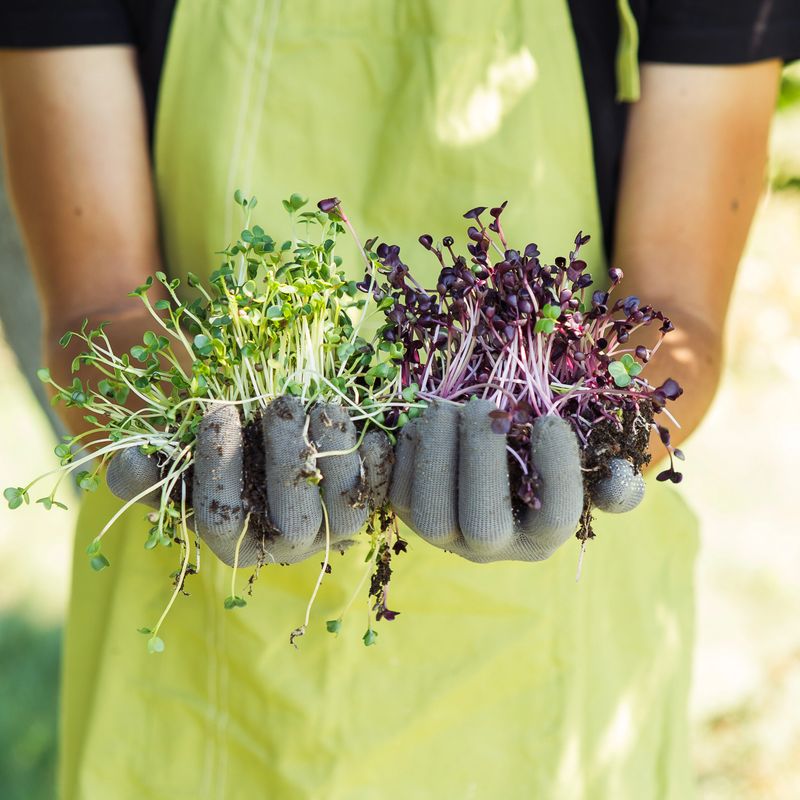 Fresh microgreen in hands on the natural background on a sunny day