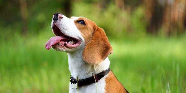Happy beagle dog sitting in green grass with tongue out.