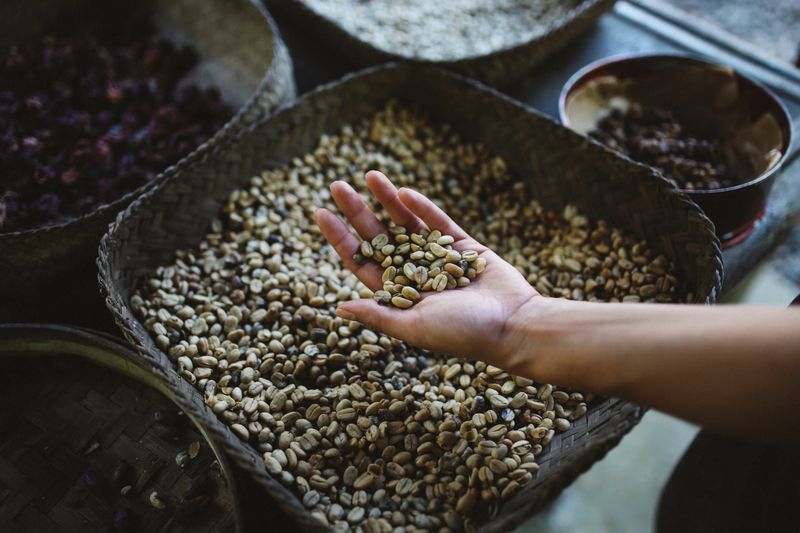 Different kinds of the famous Balinese - Indonesian coffee - kopi luwak. Raw, roasted beans, near the plantation in Bali, Indonesia.