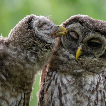 iStock by Getty Images Logo
Maine birds