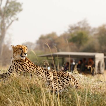 A cheetah rests on a grassy mound during a safari with tourists in the background.