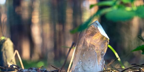 A clear quartz crystal glowing in the forest floor light.