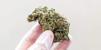 Gloved hand holding a cannabis bud against a plain background.