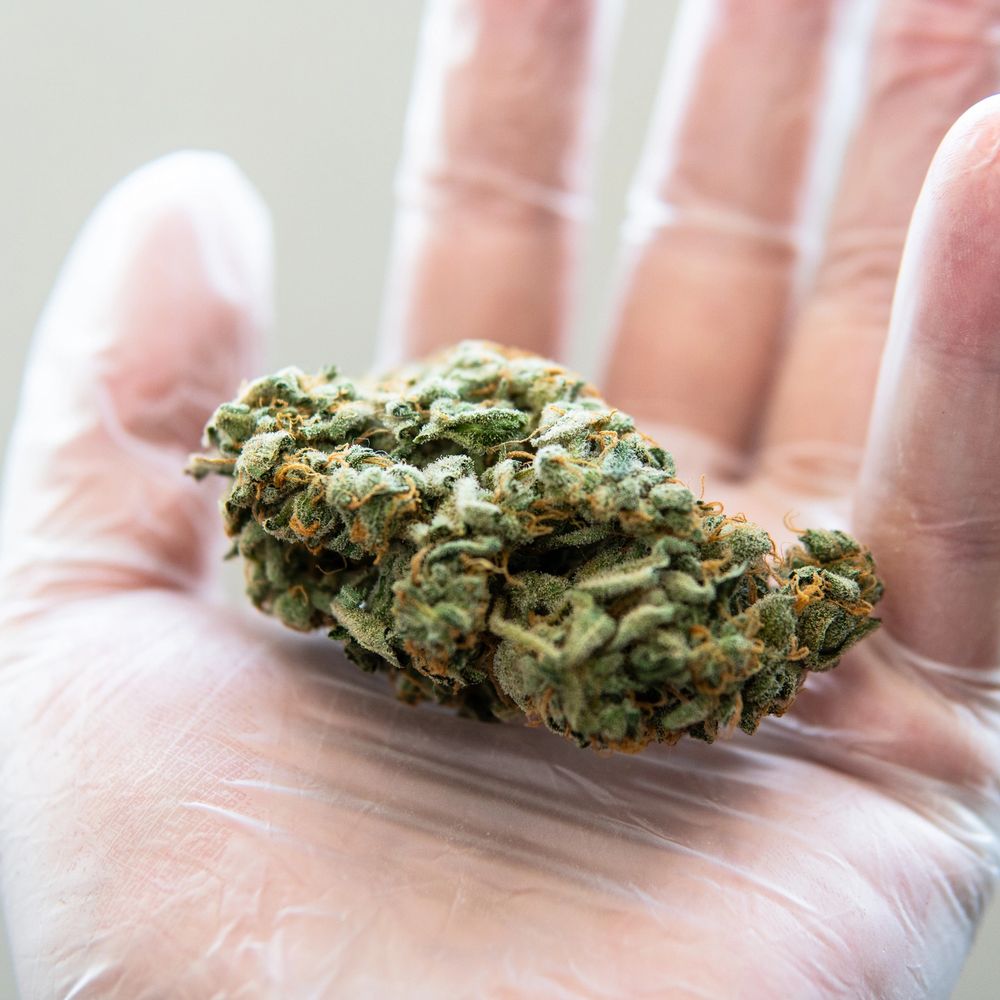 Close-up of a cannabis bud held in a gloved hand.