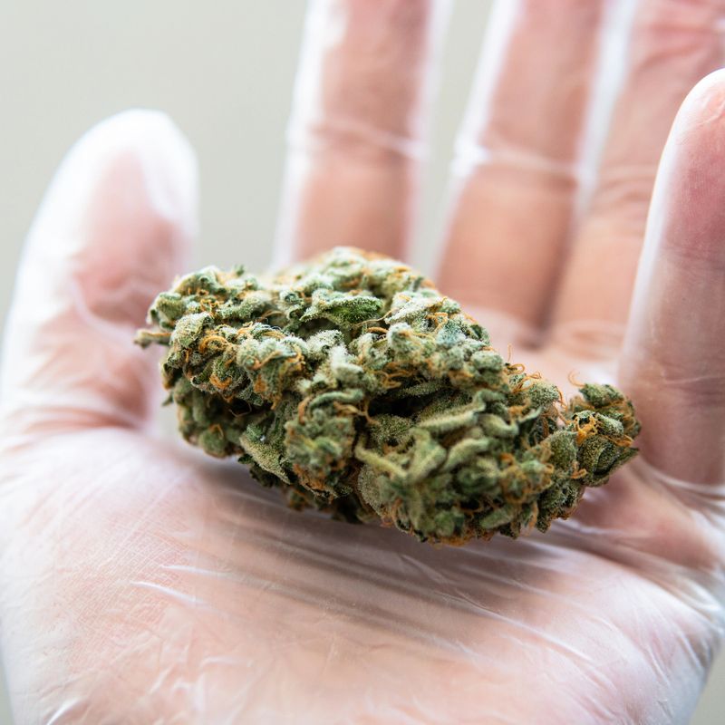 big marijuana bud in mans hand in details. Strong cannabis strain for patients.