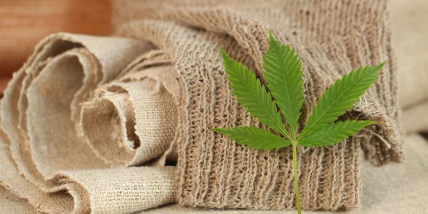 Green cannabis leaf on natural fiber cloth.
