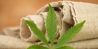 Fresh green cannabis leaf in front of rolled burlap fabric.