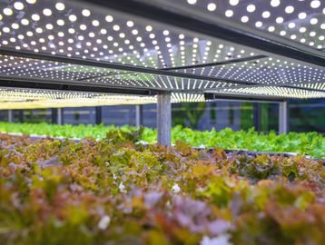 Indoor hydroponic farm with LED grow lights nurturing lettuce plants.