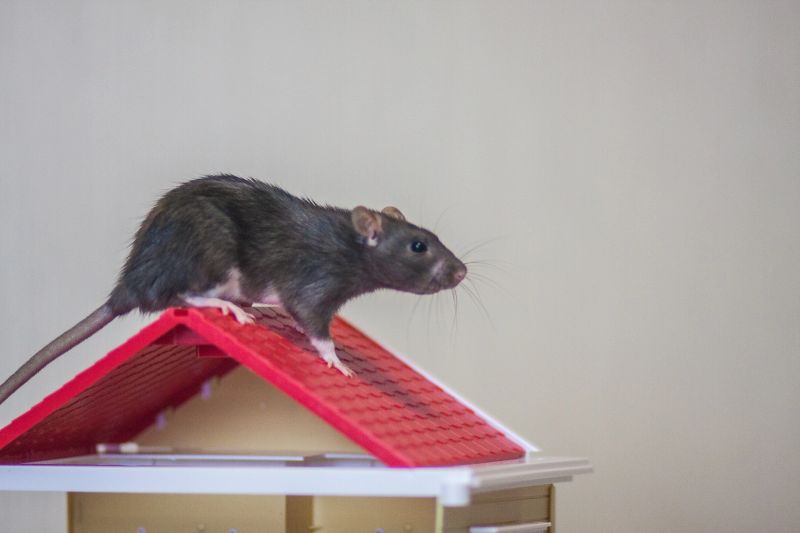 he concept of buying a roof. New roof. Material for the roof. Mouse upstairs. Rat upstairs.
