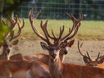 A group of deer with large antlers.