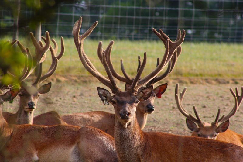 Deer Stags with Antlers