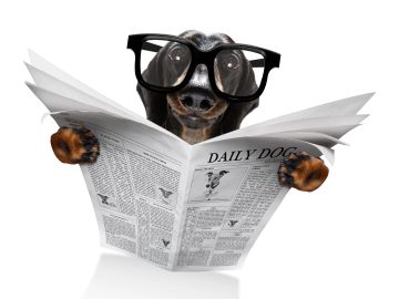 Dog wearing glasses reading a newspaper.