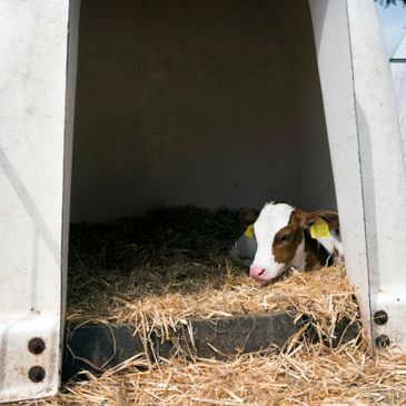 A calf resting inside a shaded pen on straw bedding.