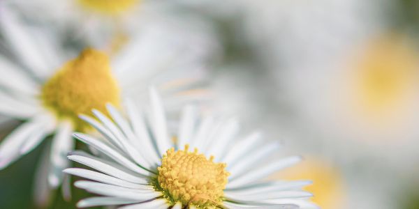 Close-up of white and yellow daisies with soft focus background.