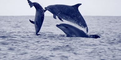 Three dolphins leaping in the ocean water.