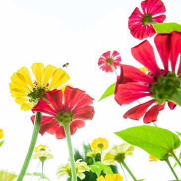 Bright red and yellow flowers viewed from below against a clear sky.
