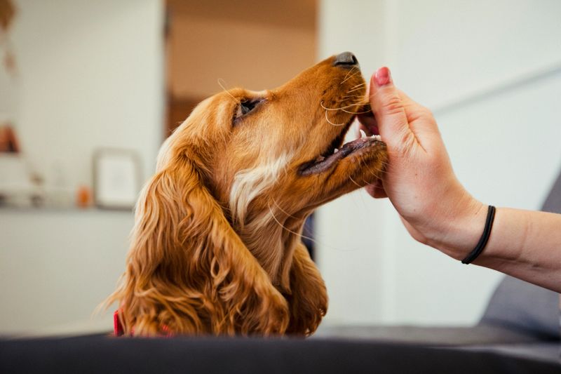 A close-up side-view shot of a cocker spaniel puppy getting a treat.