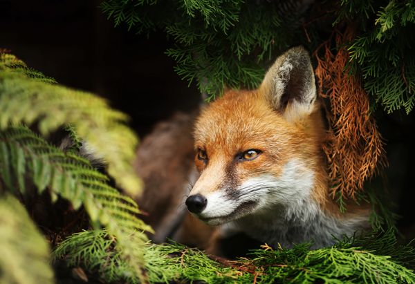 A red fox peeks through green and brown foliage in a forest setting.