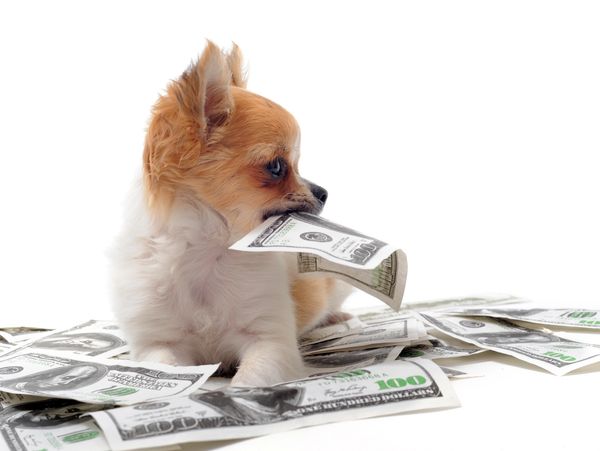 dog groomer maui
dog groomer kihei
dog groomer near me
dog groomer wailea
dog groomer mobile maui