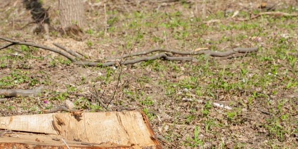 Freshly cut tree stump in a forest clearing with small green plants sprouting.