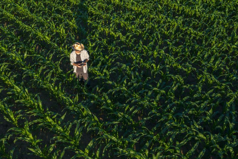 Corn farmer with drone remote controller in field. Using modern innovative technology in agriculture and smart farming.