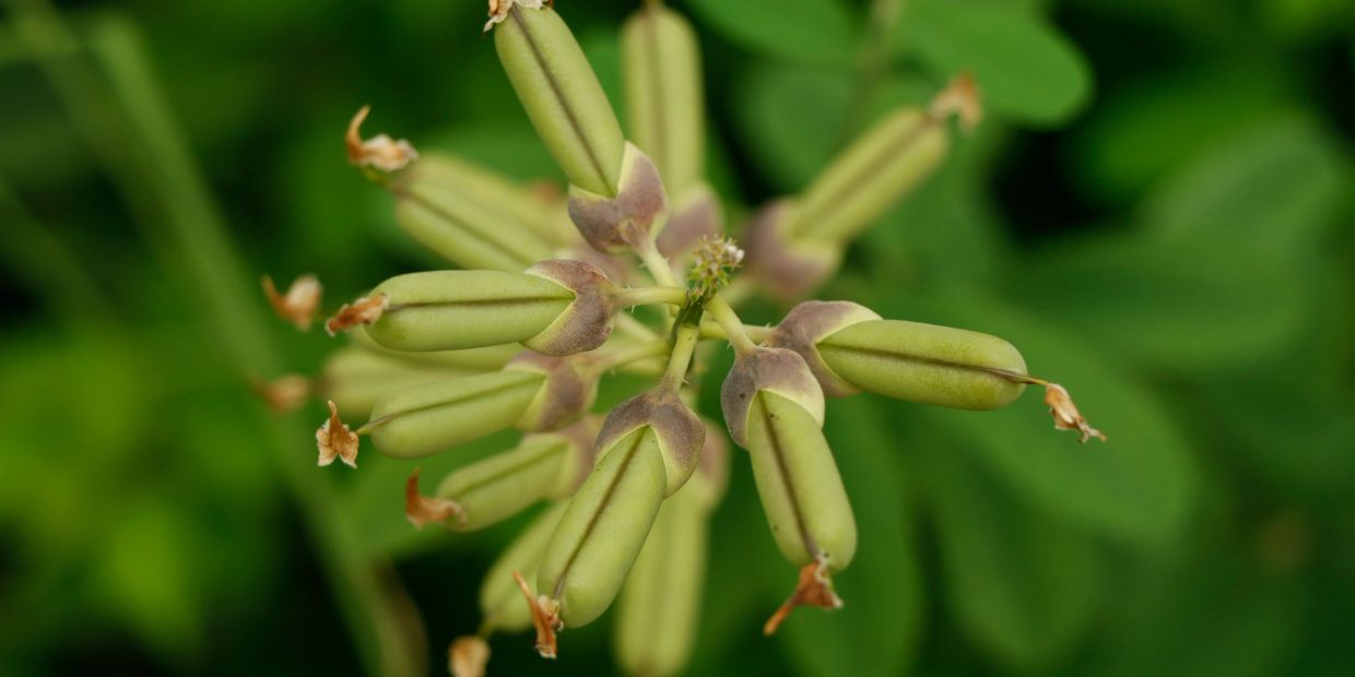 Green seed pods with brown tips on a plant.