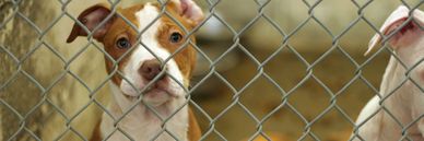 Man with a black and white dog outdoors.