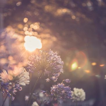 Sunlit flowers with warm bokeh background.