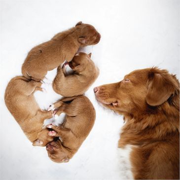 Pet shop perto de mim, banho e tosa perto de mim, pet shop vila dos remédios, banho e tosa 