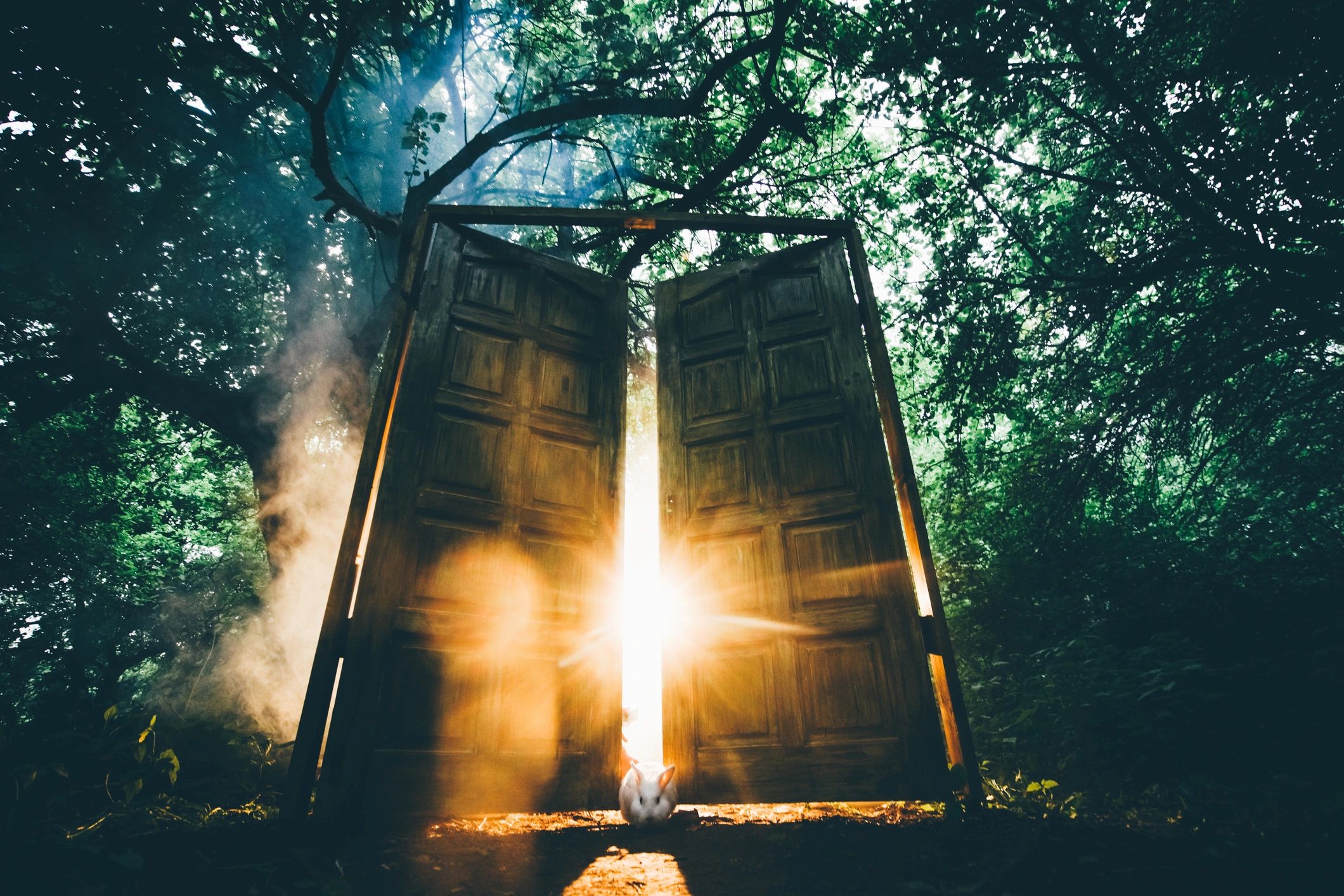 The Mossy Mystic - Business Photo