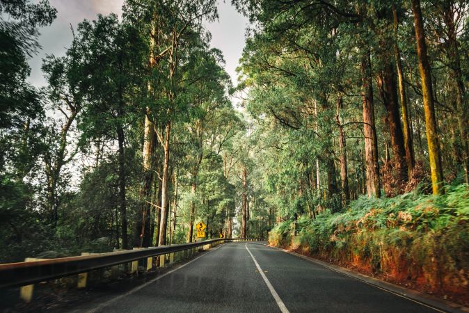 AI Cameras on the Monaro Highway Are Warning Drivers About Wildlife in Real Time