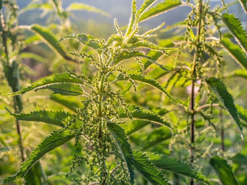 Beautiful stinging nettle with warm day light in the background.