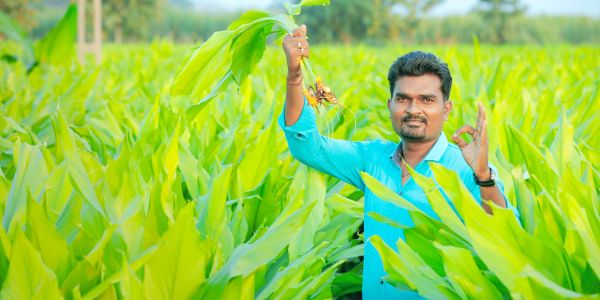Man holding turmeric plant in a green field showing OK sign.