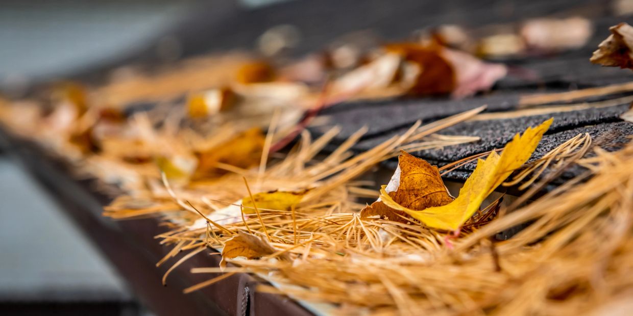 Close-up of autumn leaves and pine needles on a roof edge.