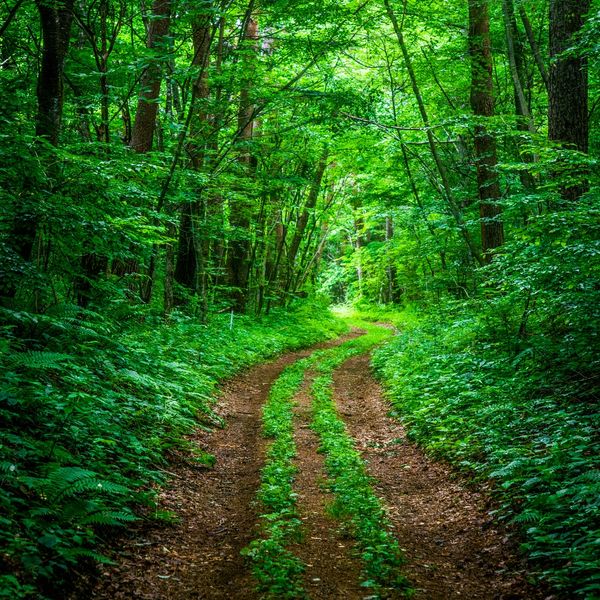 A lush green forest path with dense foliage on both sides.