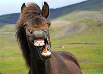 Close-up of a horse making a funny face with its mouth open wide.