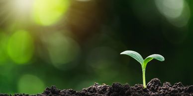 A small green seedling sprouting from dark soil with blurred green background.