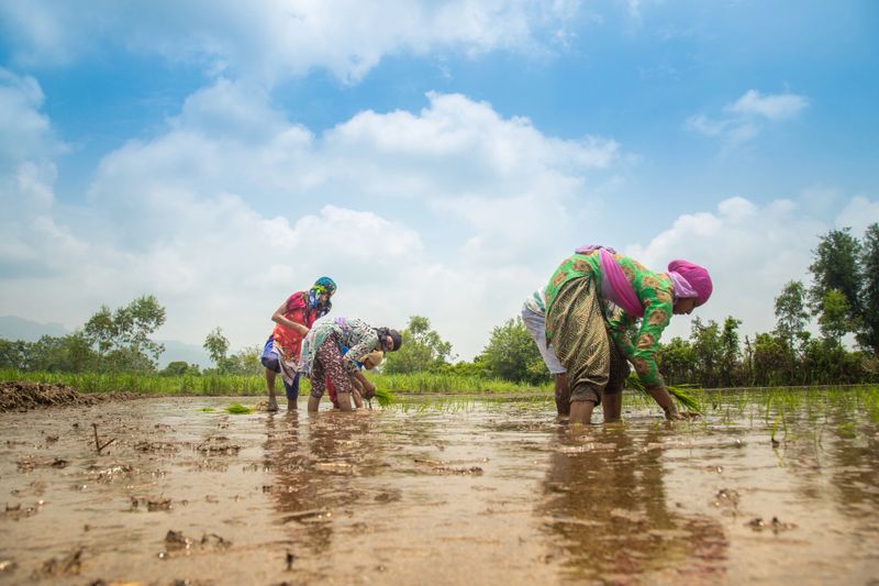 Indian farmer planting rice seedlings in the rice paddy field.