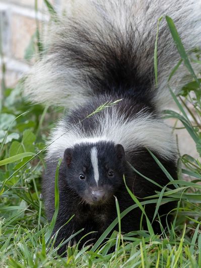 Skunk removal in Harrison, Stark, Carroll & Tuscarawas County homes
