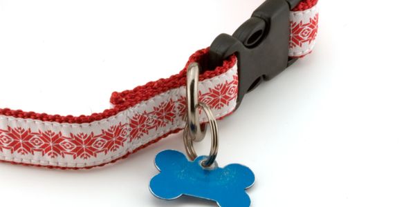 Red and white dog collar with a blue bone-shaped tag.