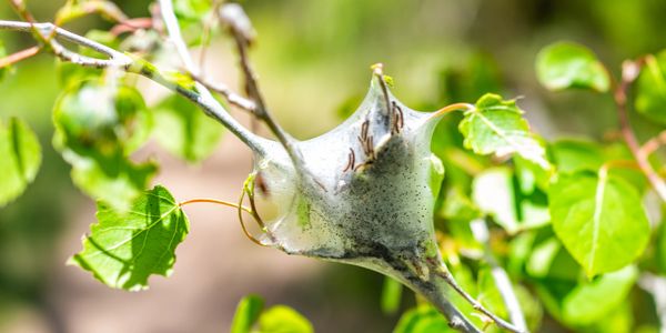 A tree branch with a white web-like cocoon and caterpillars inside.