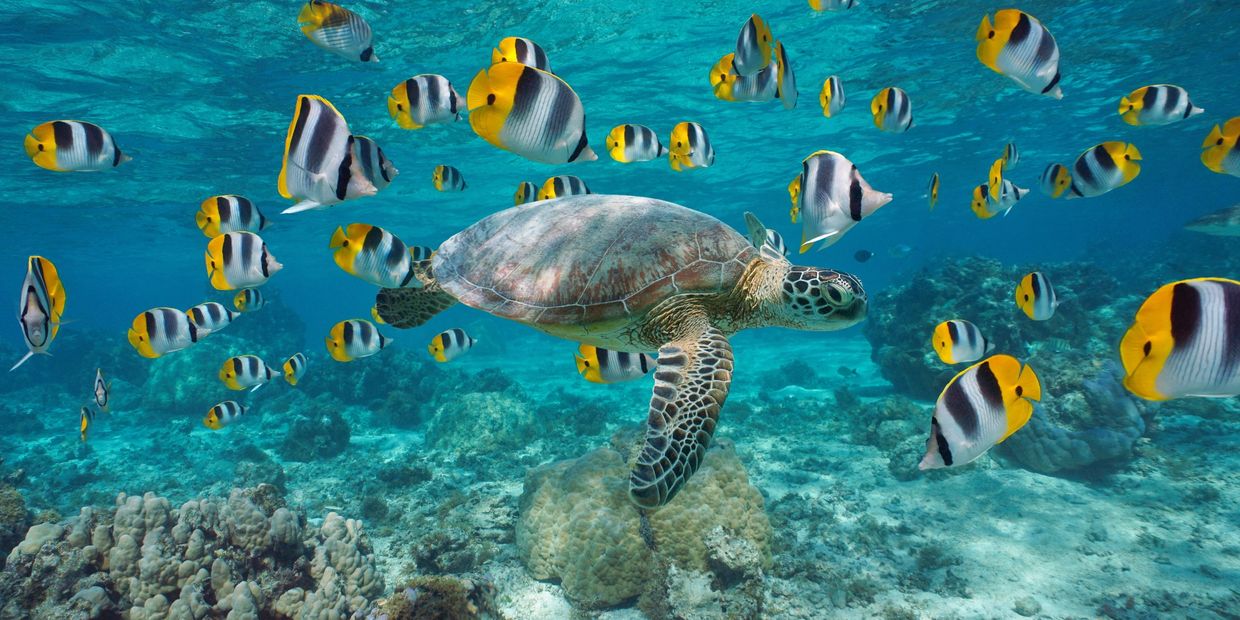 A sea turtle swims among colorful tropical fish over a coral reef.