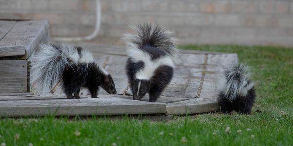 Skunks needing nuisance wildlife removal from a residential house. Harrison County Ohio