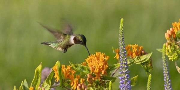 A hummingbird feeding on vibrant orange flowers in a green meadow.