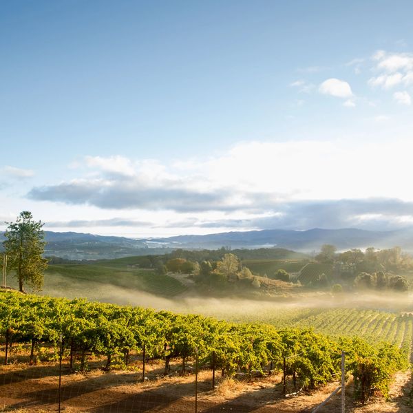 Vineyard with morning mist and rolling hills in the background.
