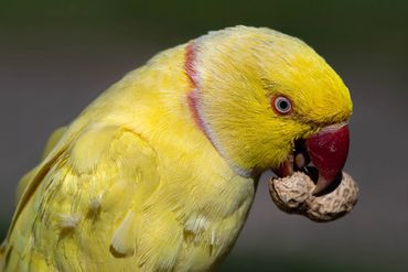 Yellow Ring Neck Malta