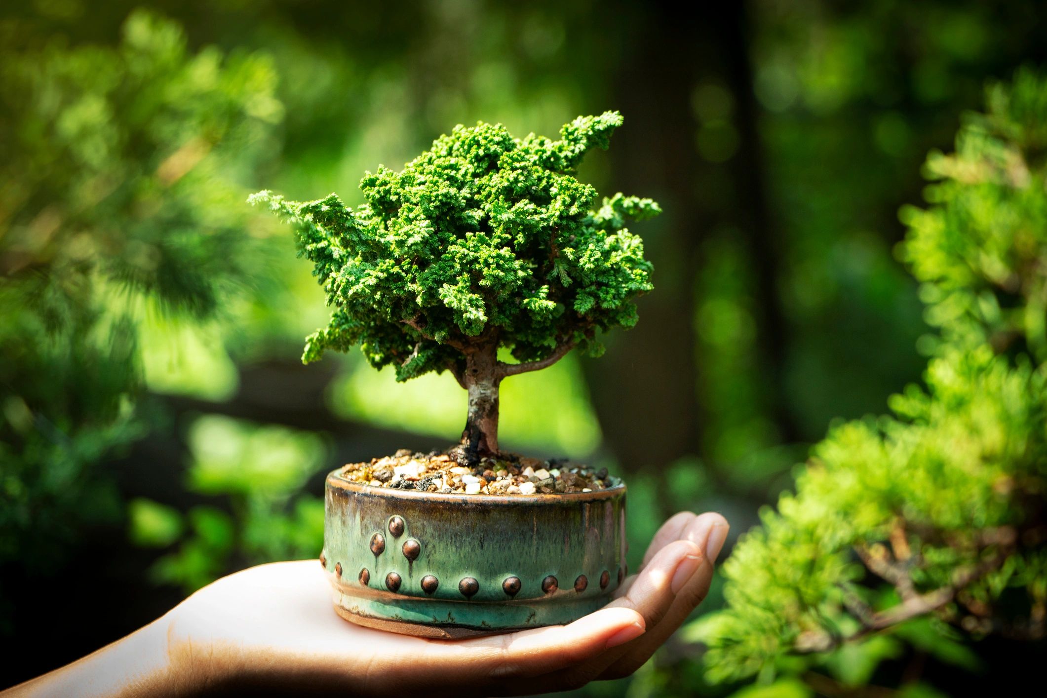 A hand holding a small bonsai tree in a decorative pot.
